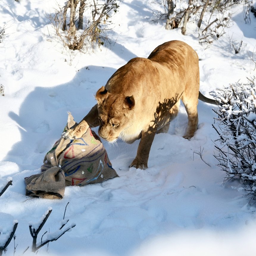 Леви Київзоо відсвяткують 17-річчя великим пікніком