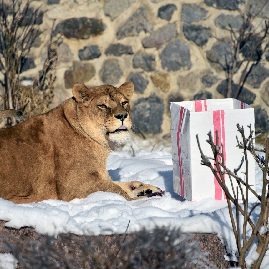 Леви Київзоо відсвяткують 17-річчя великим пікніком