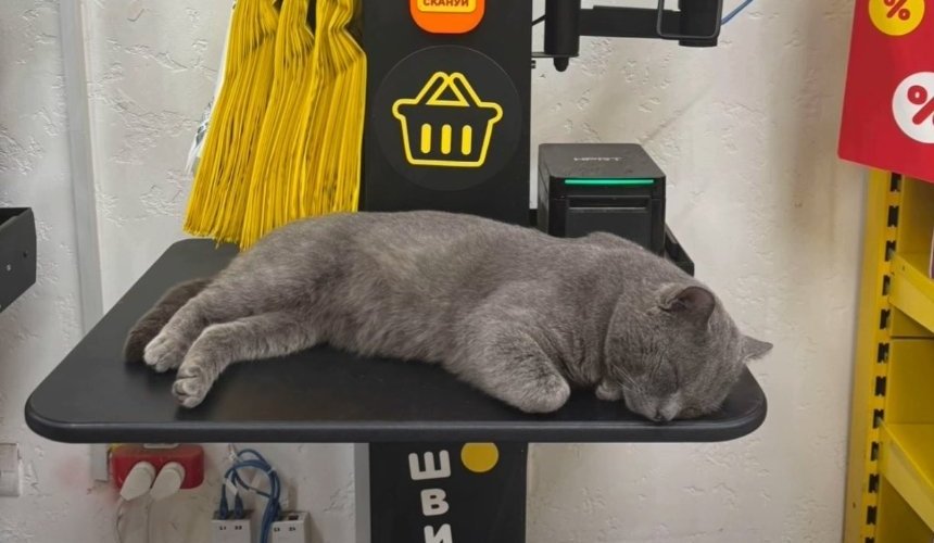 У Київраді зареєстрували проєкт про вільний доступ тварин до закладів: деталі