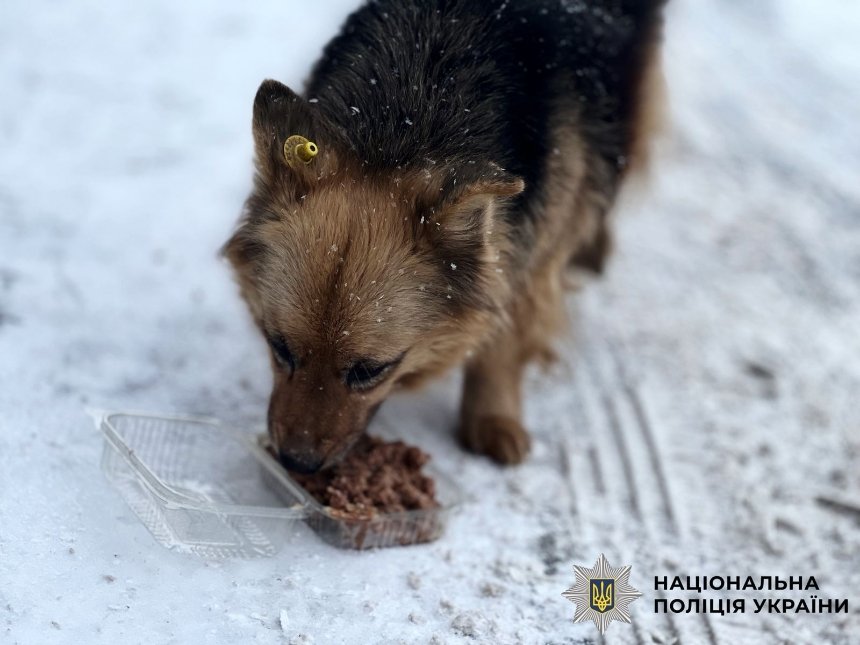 Поліцейські Київщини підгодовують безпритульних тварин