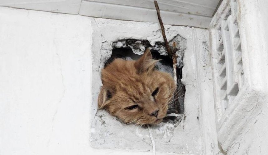 У Києві врятували кота, який застряг у вентиляції багатоповерхівки: фото