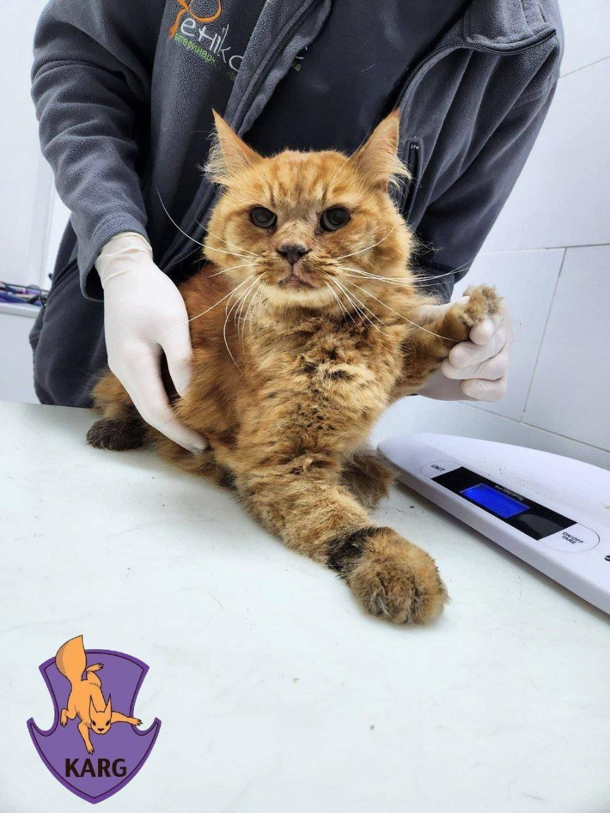 У Києві врятували кота, який застряг у вентиляції багатоповерхівки