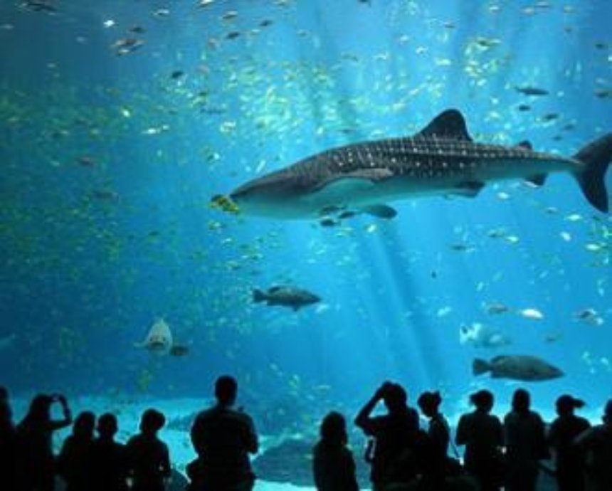 В Киевском зоопарке все-таки появится океанариум