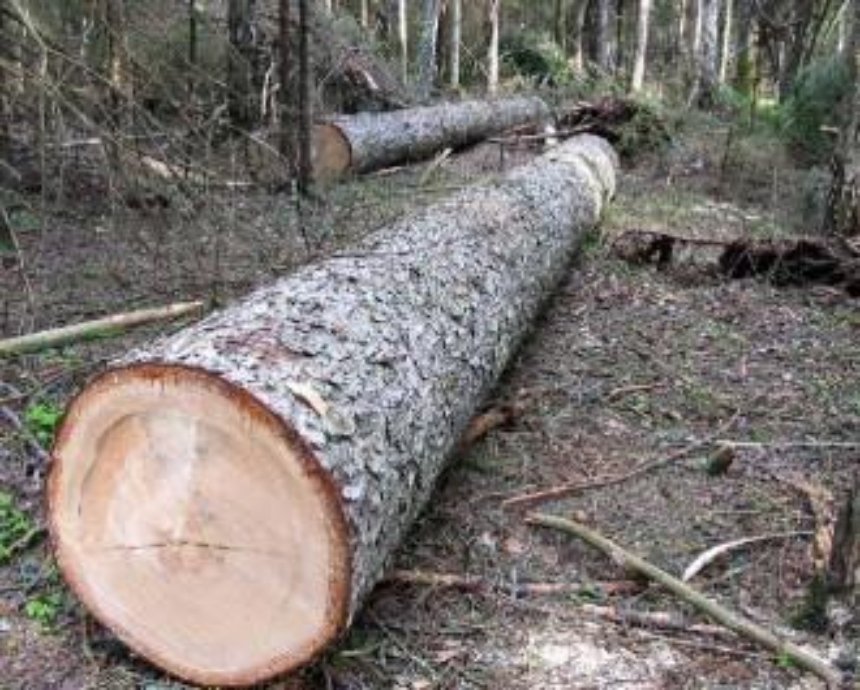 На проспекте Победы ради заправки пытаются уничтожить деревья