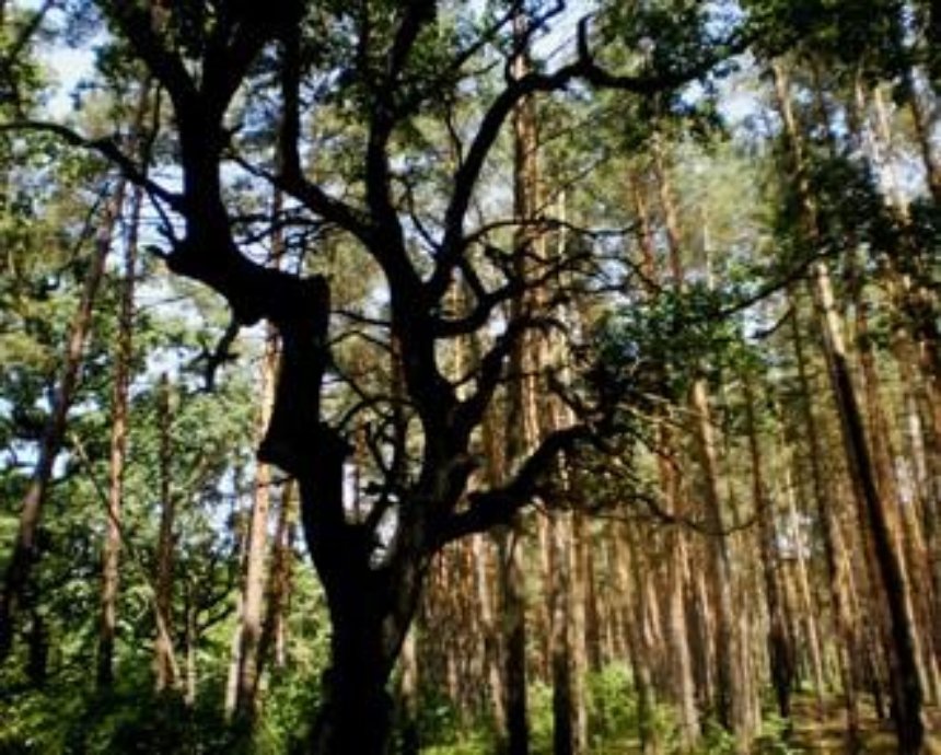 Лесники Киевщины хотят уничтожить 4000 заповедных деревьев - экологи