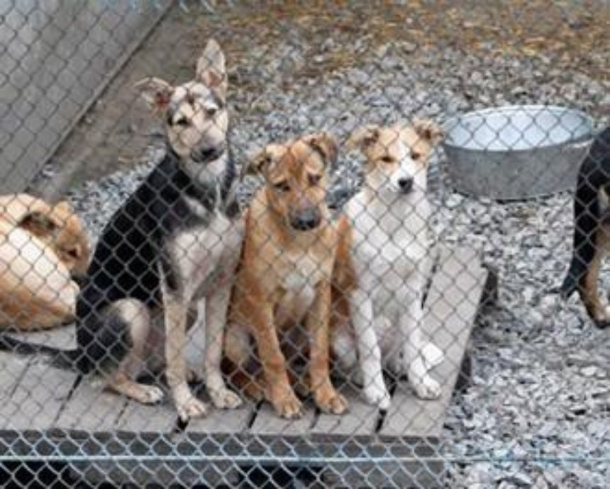 Из приюта для животных в Бородянке забирают собак