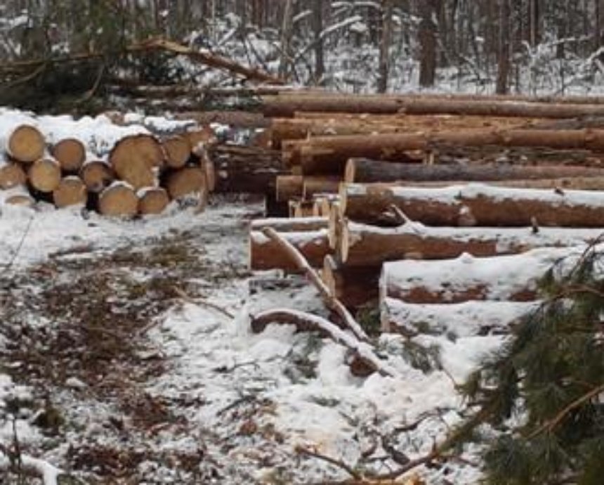 Возле Быковни идёт масштабная вырубка леса (фото)