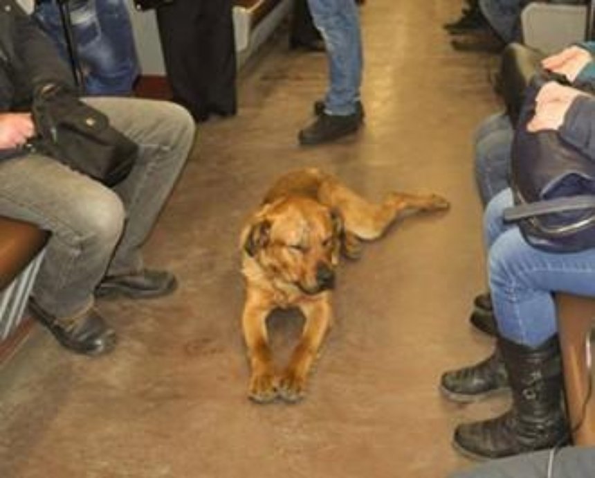 В киевском метро катался пес-пассажир (фото)