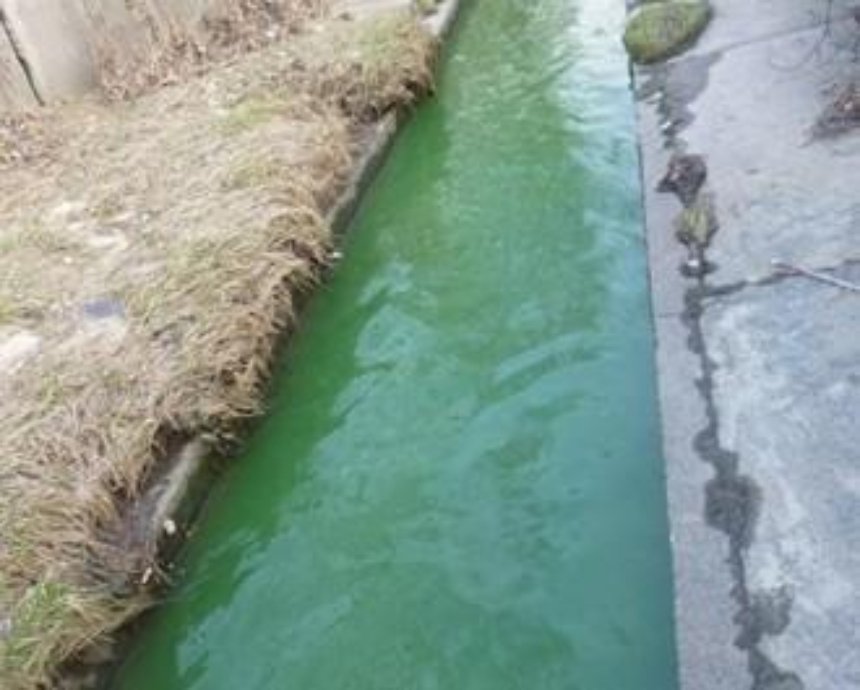 В Киеве позеленела вода в реке Лыбидь (фото)