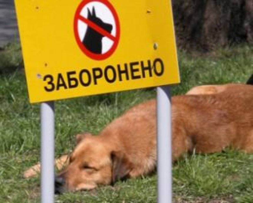 В Киеве всего 35 площадок для выгула собак