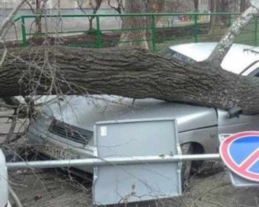 В Киеве дерево рухнуло на машины (фото)