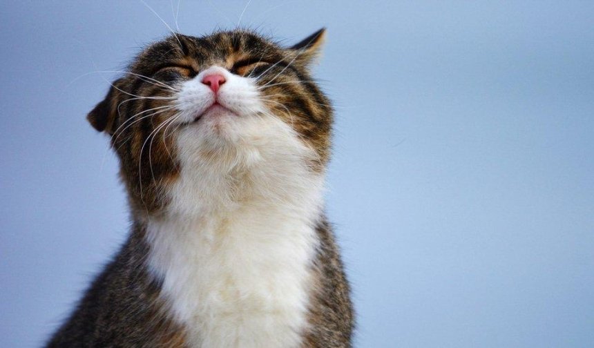 Право на мяу: Киевсовет поддержал петицию о признании котов частью экосистемы