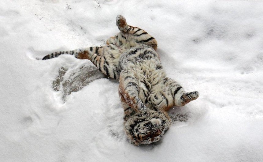 Большие кошки: как тигры из столичного зоопарка радовались снегу (фото)