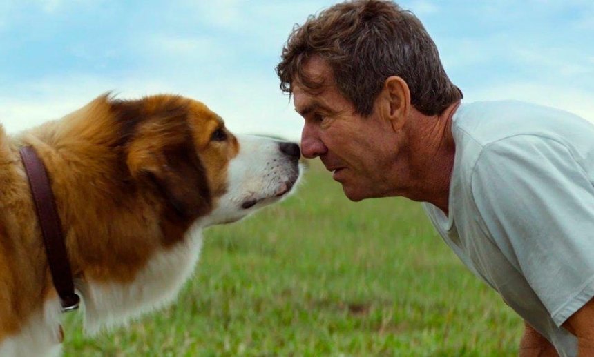 "Жизнь и цель собаки": деньги с продажи билетов на премьеру пойдут в приют для животных
