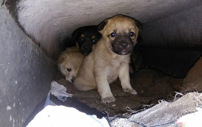 Киевлянка просит спасти замерзающих щенков (фото, видео)