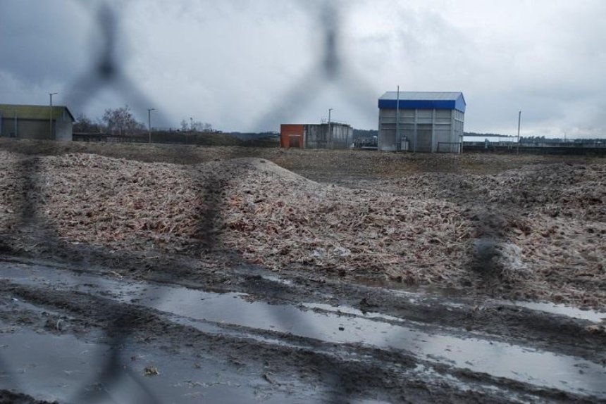 На Київщині знайшли звалище з тоннами гнилої курятини (фото)