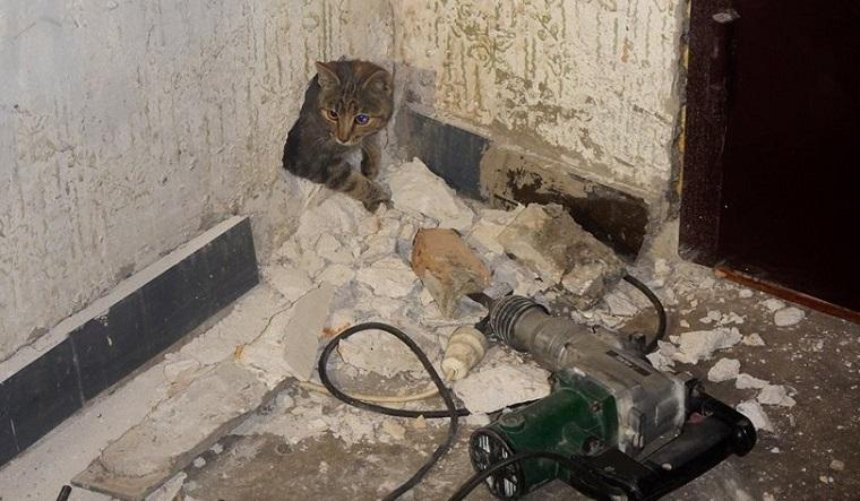 В Киеве несколько часов вытаскивали кота из электрощитка (фото)