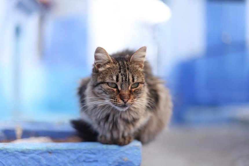 В Киеве можно бесплатно стерилизовать котов