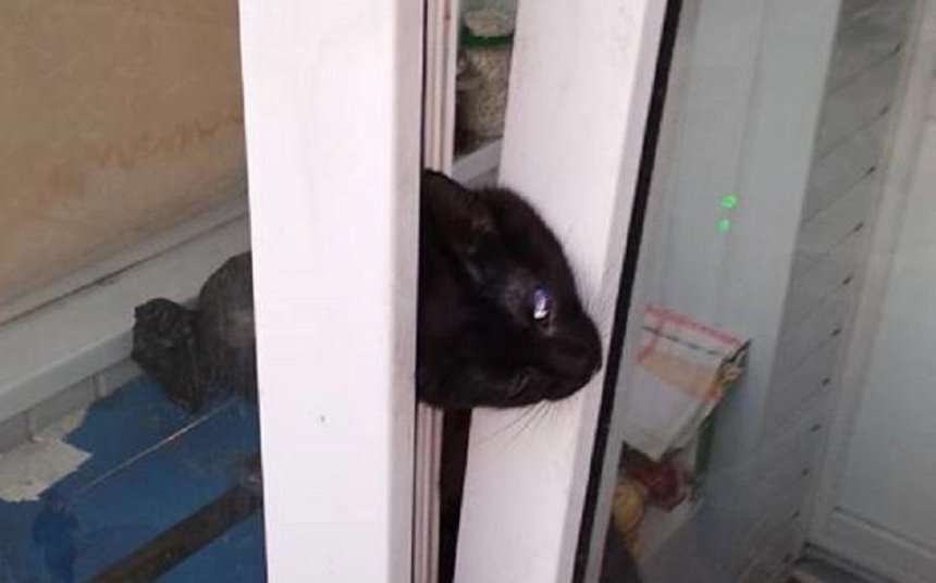 В Оболонском районе из-за открытого окна погиб кот (фото)