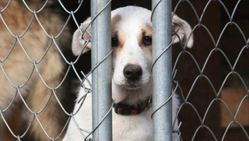 В Украине хотят усилить ответственность за жестокое обращение с животными 