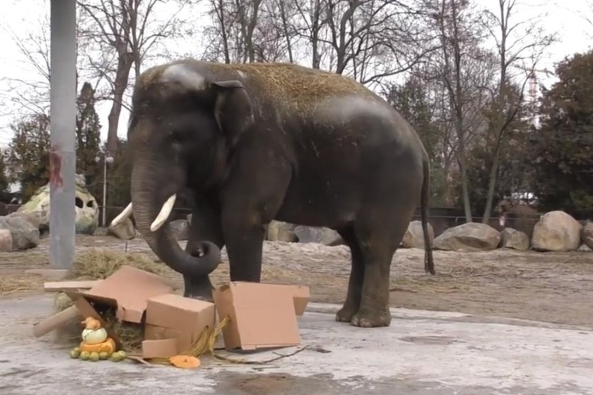 В Киевском зоопарке отметили День рождение слоника Хораса