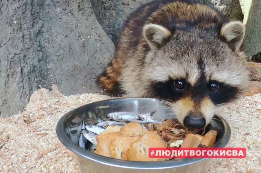 В Киевском зоопарке показали, как ухаживают за животными