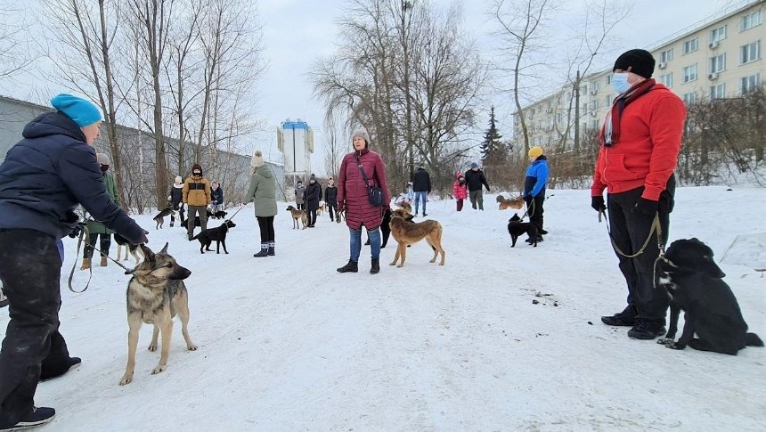 Киевлян приглашают выгулять добрых псов из приюта: как присоединиться