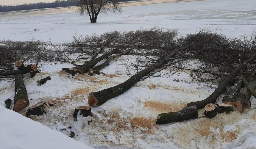 На Днепровской набережной массово срубили деревья: что там будет
