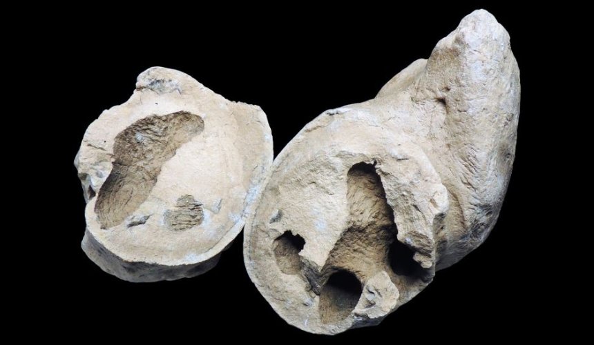 В США палеонтологи нашли останки рыбы с окаменелыми фекалиями вместо мозгов