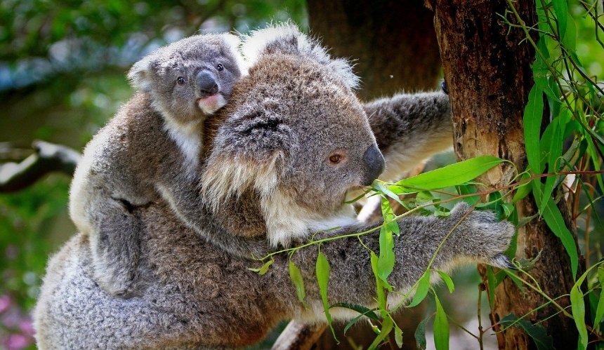 Австралия внесла коалу в список животных под угрозой исчезновения