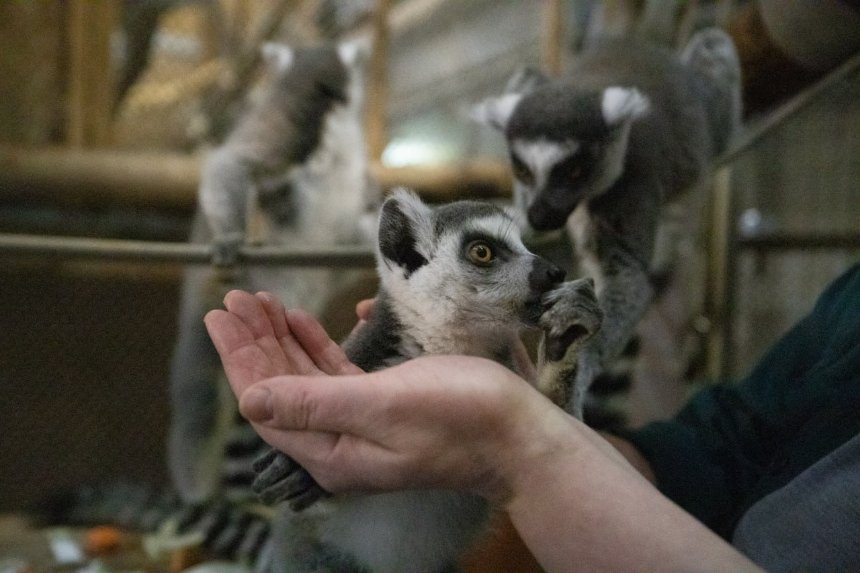 У Київському зоопарку за 2022 рік народилося 300 нових тварин
