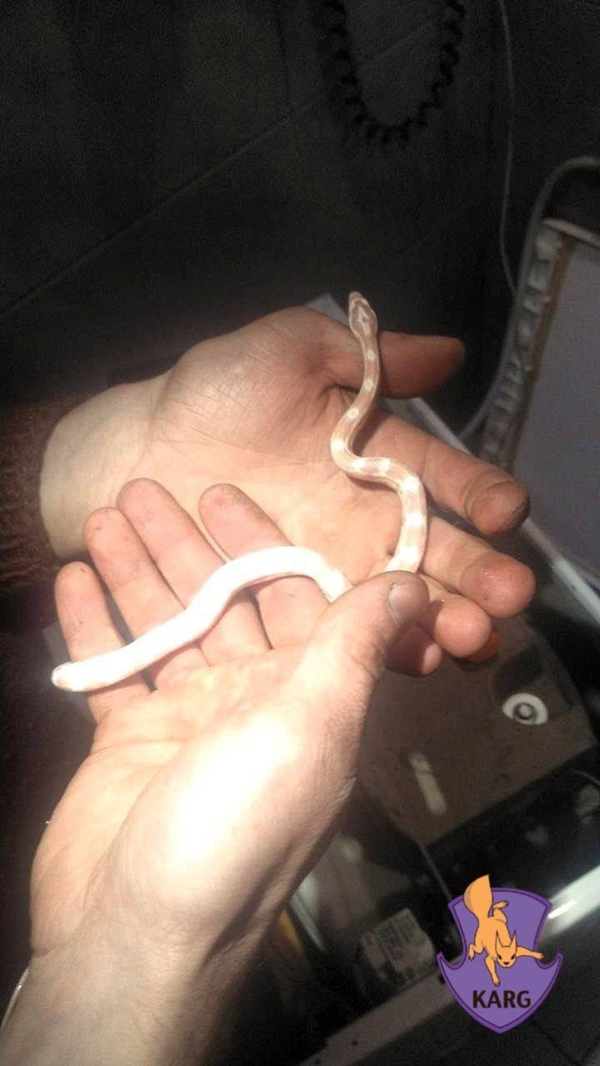 Киянин знайшов змію у пральній машинці