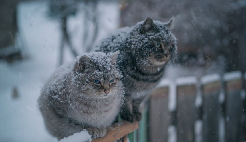 Дощ зі снігом: погода у Києві та області на 17 лютого
