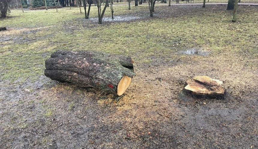 У Києві у парку "Відрадний" вирубали десятки дерев: фото