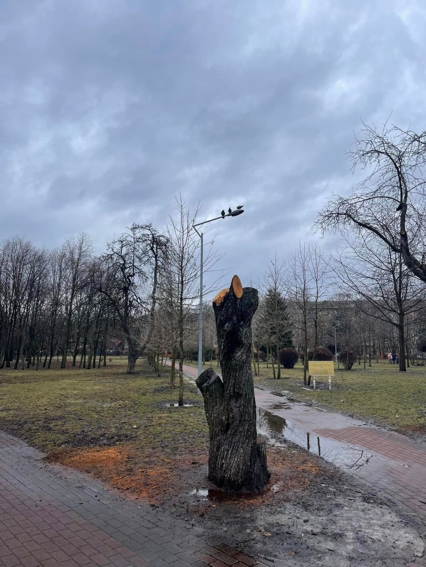 Зрубані дерева у парку "Відрадному" 