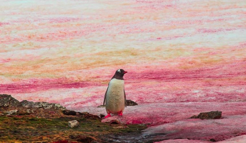 В Антарктиці сніг "зацвів" рожевим: фото