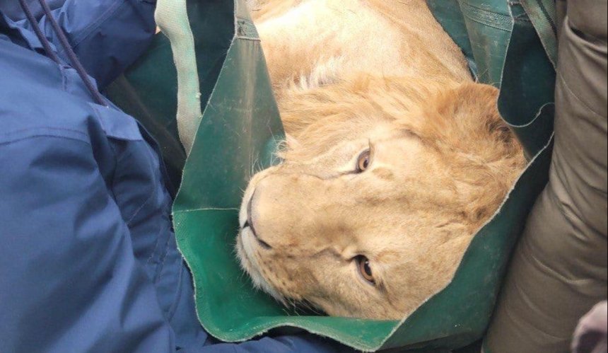 З Київської області евакуювали двох важкохворих левів 