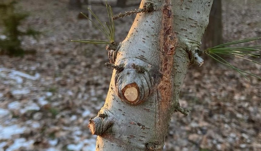 В Ботанічному саду імені Гришка знищили дерево, висаджене на честь захисника України