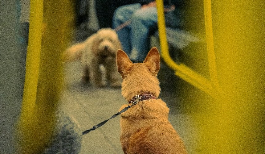 Кияни просять дозволити проїзд в метро з собаками: деталі петиції