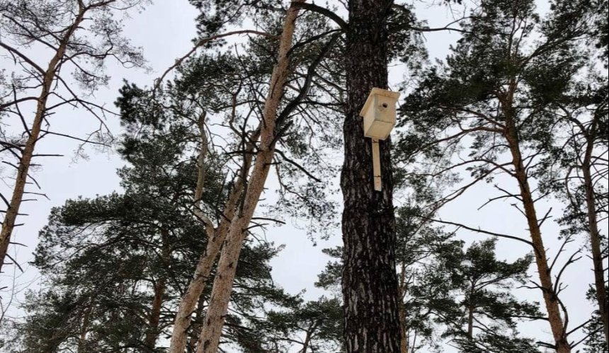 У київських лісах з'явились нові шпаківні для гніздування птахів