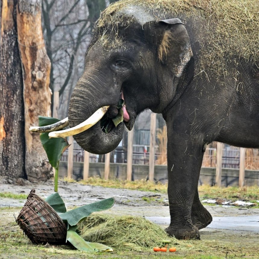 14 лютого, святкує своє 19-річчя найбільший мешканець Київського зоопарку — слон Хорас