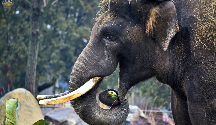 Найбільший мешканець Київського зоопарку, слон Хорас, святкує своє 19-річчя: фото