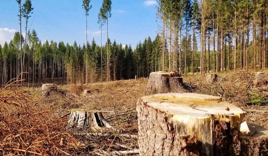 На Київщині незаконно вирубали понад півтори сотні дерев: яких збитків завдали державі