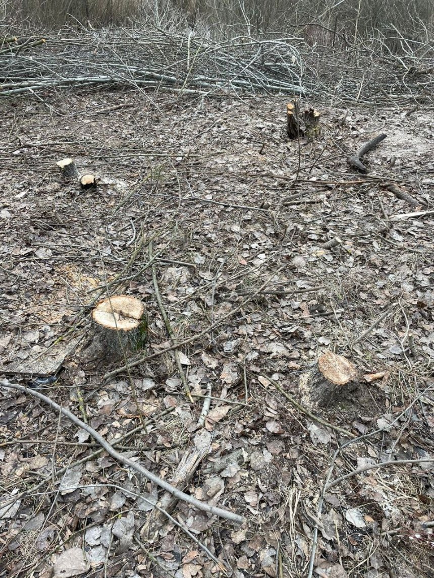 У Дарницькому районі вирубали дерева: екоінспектори оцінили збитки довкіллю