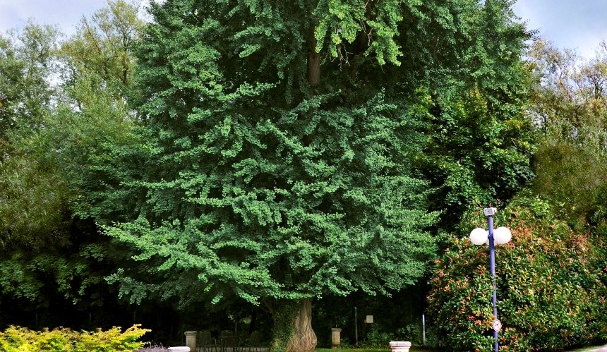 У парках та скверах Києва висаджуватимуть дерево гінкґо: що відомо про рослину