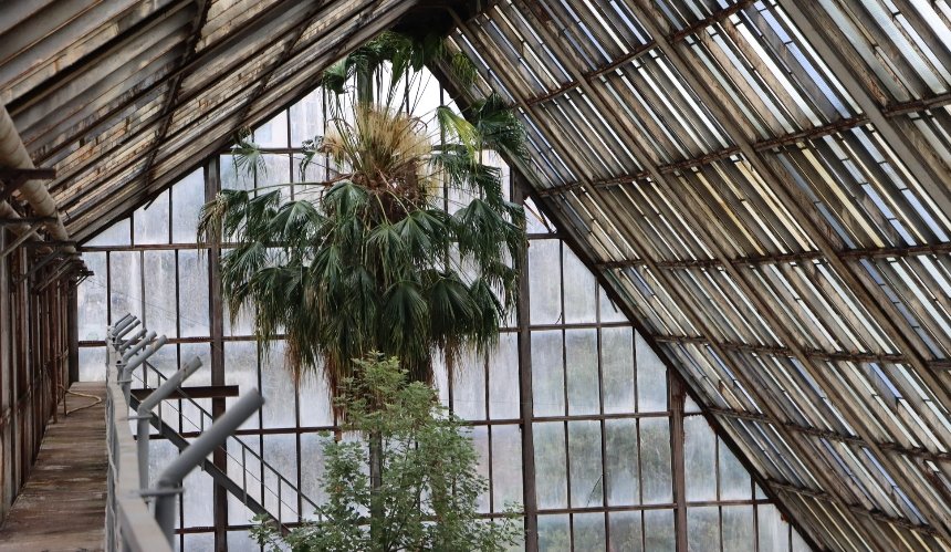 У столичному ботсаду зацвіла найстаріша в Європі пальма Лівістона: фото