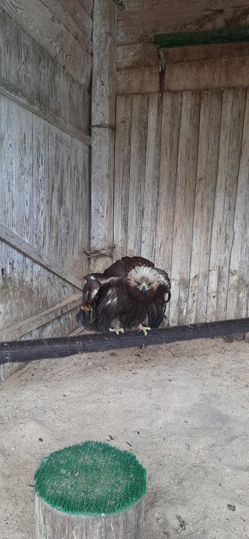Червонокнижний беркут переїхав до спеціалізованого притулку для диких птахів на Київщині