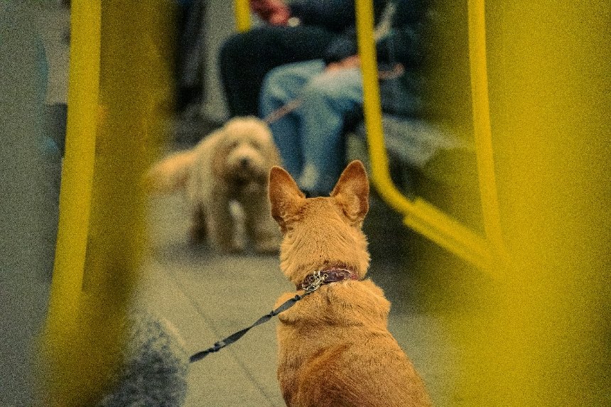 У Києві можуть дозволити їздити з собаками у метро: Київрада підтримала петицію
