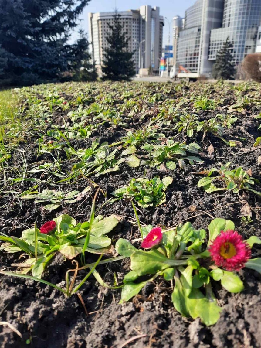 У Дніпровському районі Києві почали квітнути багаторічні маргаритки