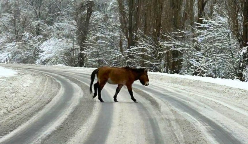 На автошляхах у Чорнобильському заповіднику помітили коней Пржевальського: фото
